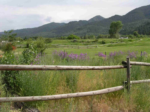 meadow with flowers